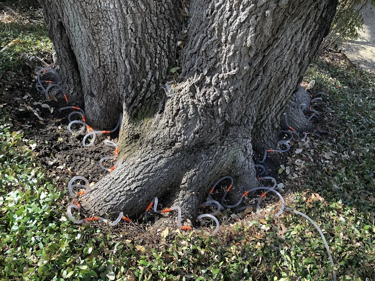 Detailed Shrub and Hedge Trimming job site in Cushing