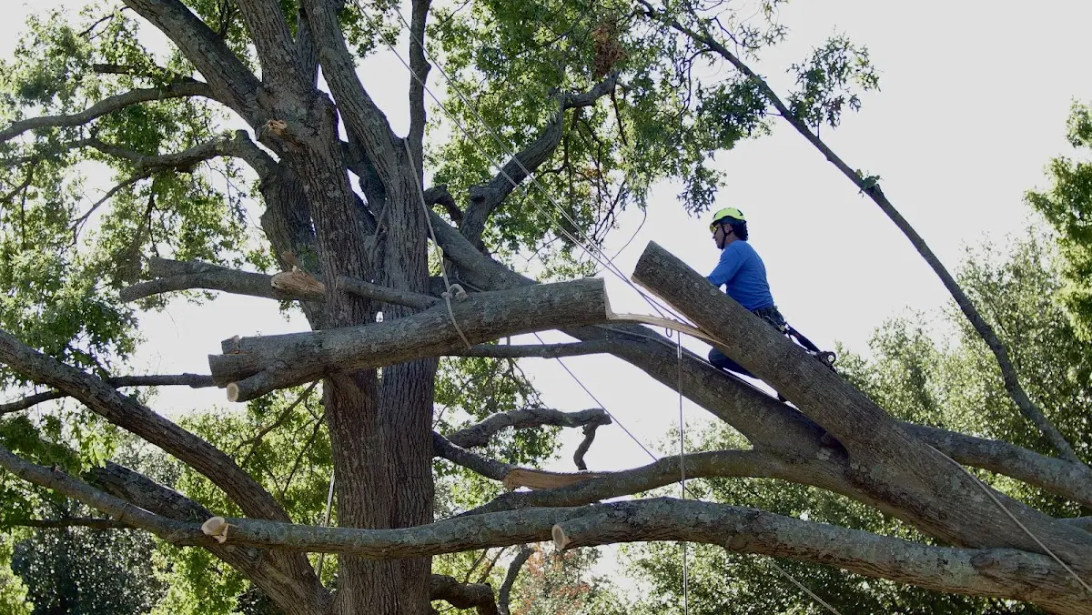 Professional Crown Thinning performed by certified arborists in Cushing