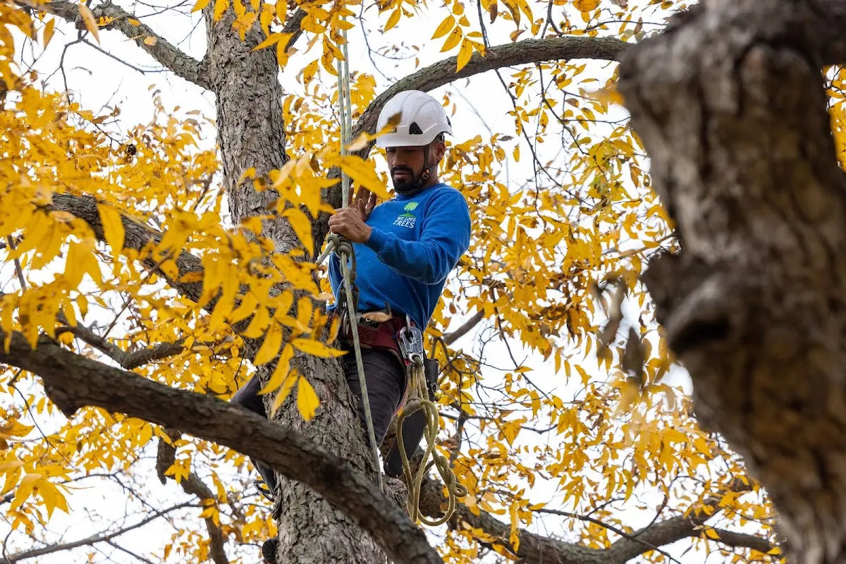 Skilled Emergency Tree Service crew working in Cushing